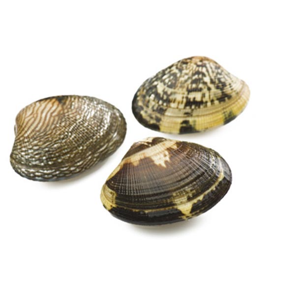 MEDIUM GRAY CLAMS 3 KG