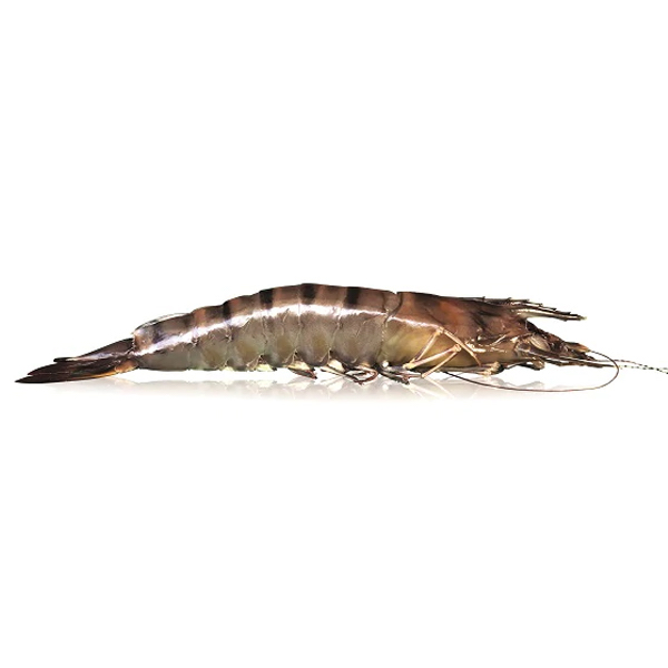 BLACK TIGER PRAWNS