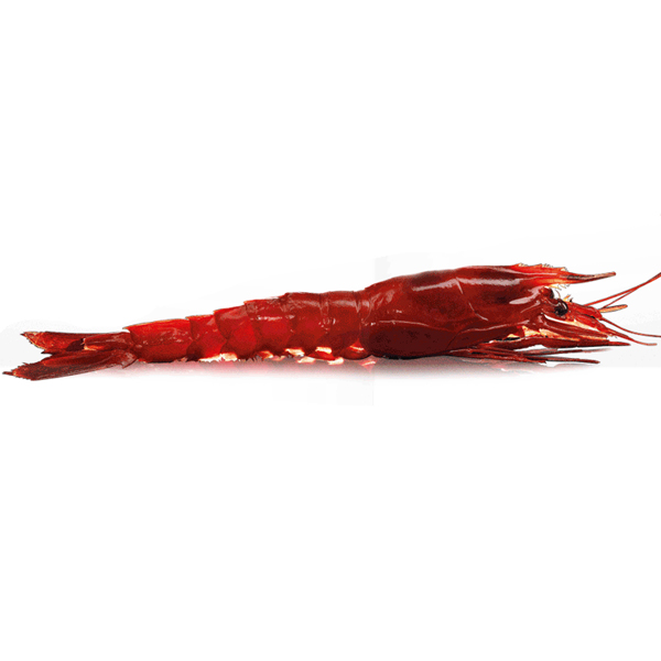 CARABINEROS