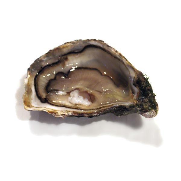 MARENNES OLÉRON / FINES DE CLAIRE OYSTERS N°2 X 48