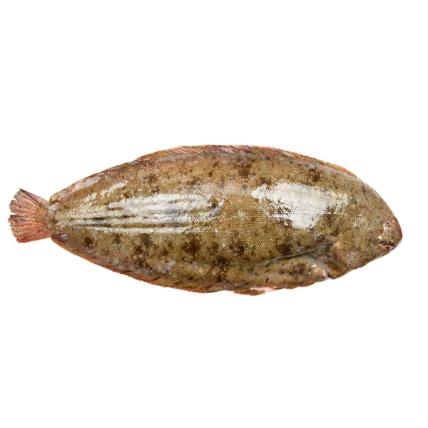 WILD DOVER SOLE